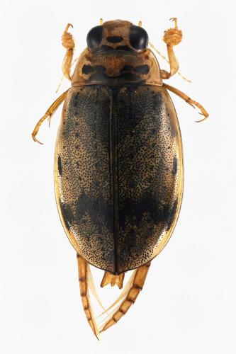 Eretes griseus